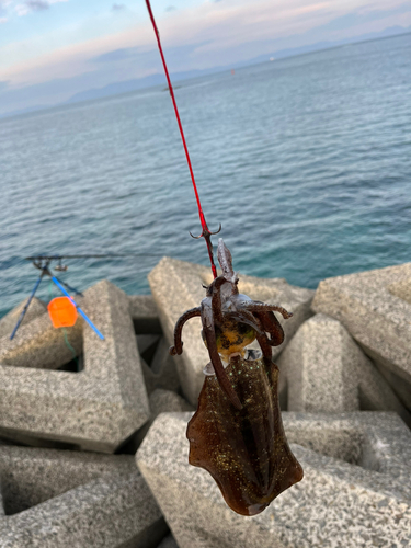 アオリイカの釣果