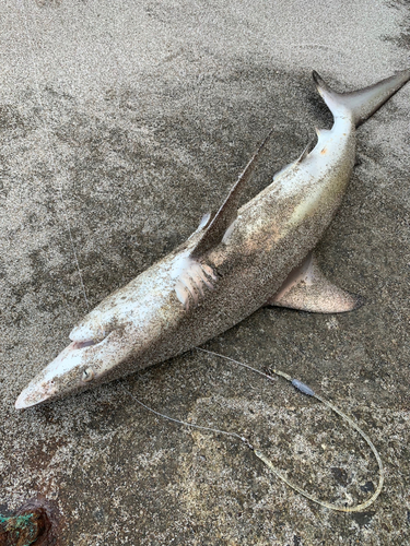 サメの釣果