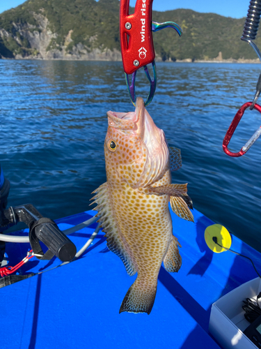 オオモンハタの釣果