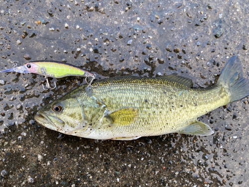 ラージマウスバスの釣果