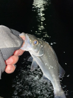 セイゴ（マルスズキ）の釣果