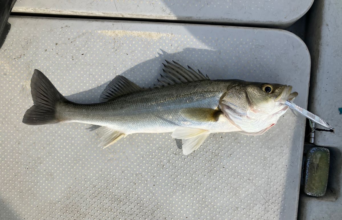 極太大根チヌさんの釣果 2枚目の画像