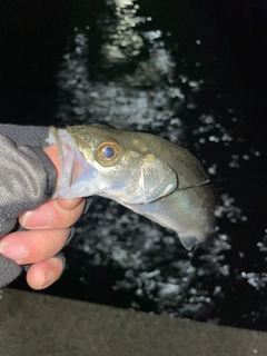 セイゴ（マルスズキ）の釣果