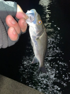 セイゴ（マルスズキ）の釣果