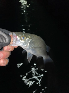 セイゴ（マルスズキ）の釣果