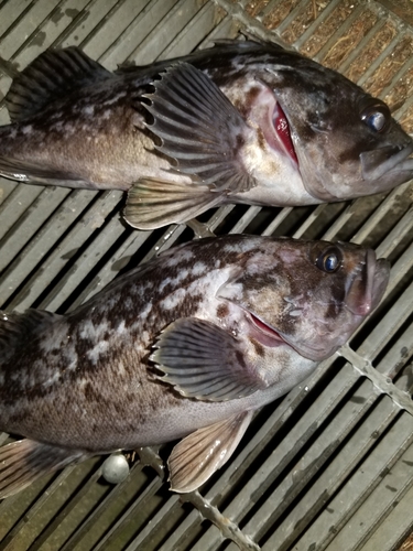 クロソイの釣果