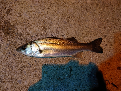 セイゴ（マルスズキ）の釣果