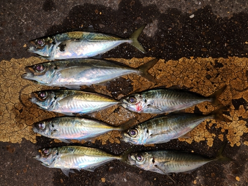 アジの釣果