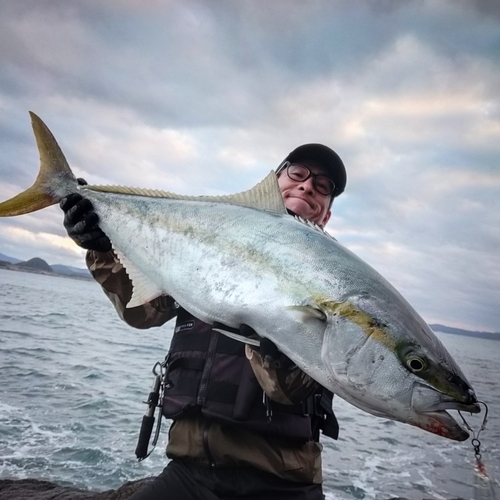 ヒラマサの釣果