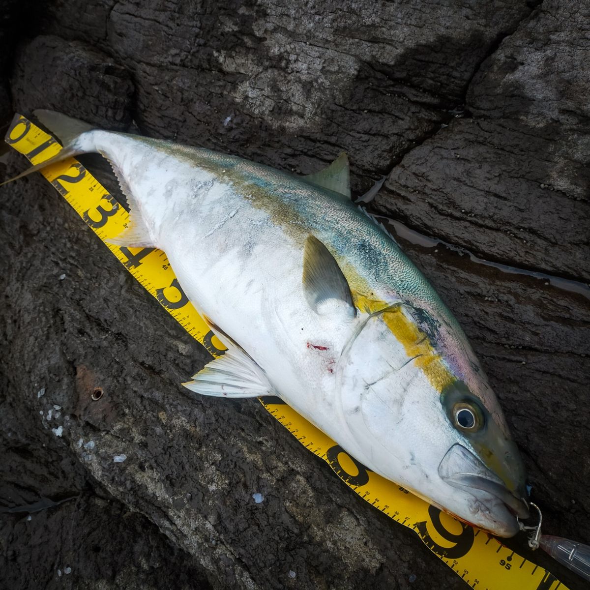 釣りとびさんの釣果 2枚目の画像