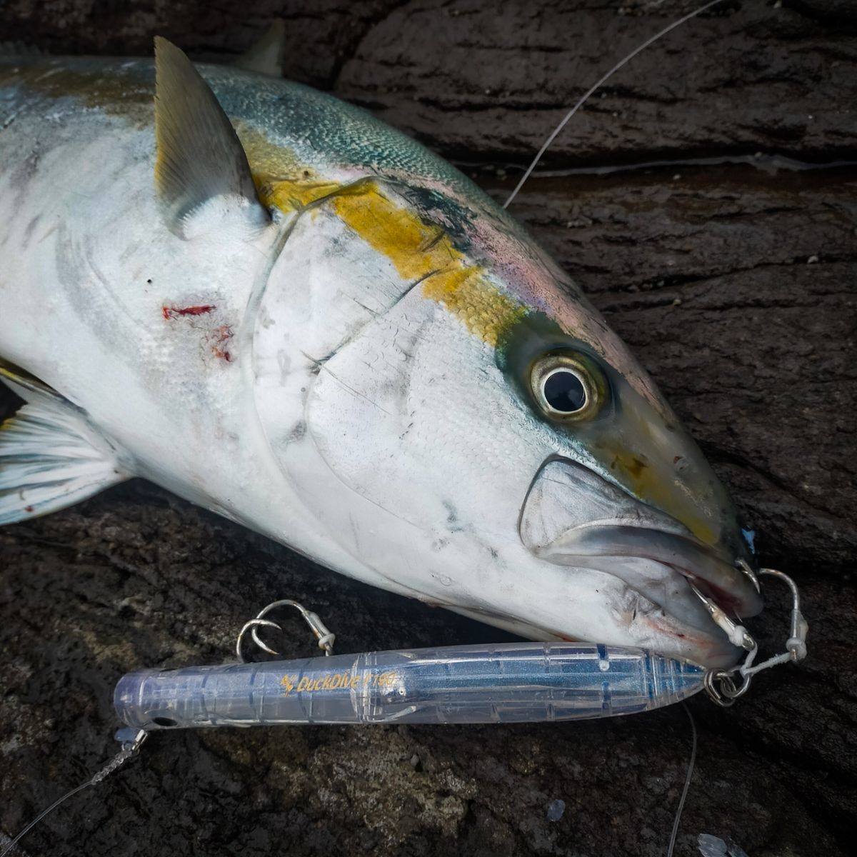 釣りとびさんの釣果 3枚目の画像