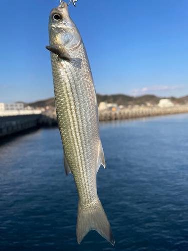 ボラの釣果