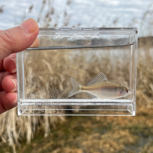 タイリクバラタナゴの釣果