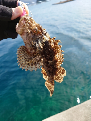 オニカサゴの釣果