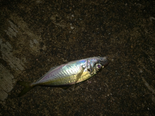 マアジの釣果