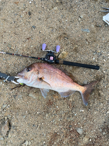 マダイの釣果