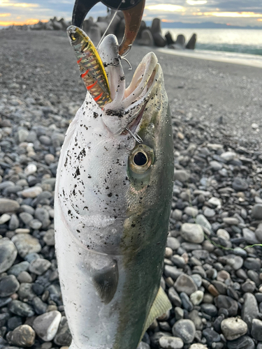 ワラサの釣果