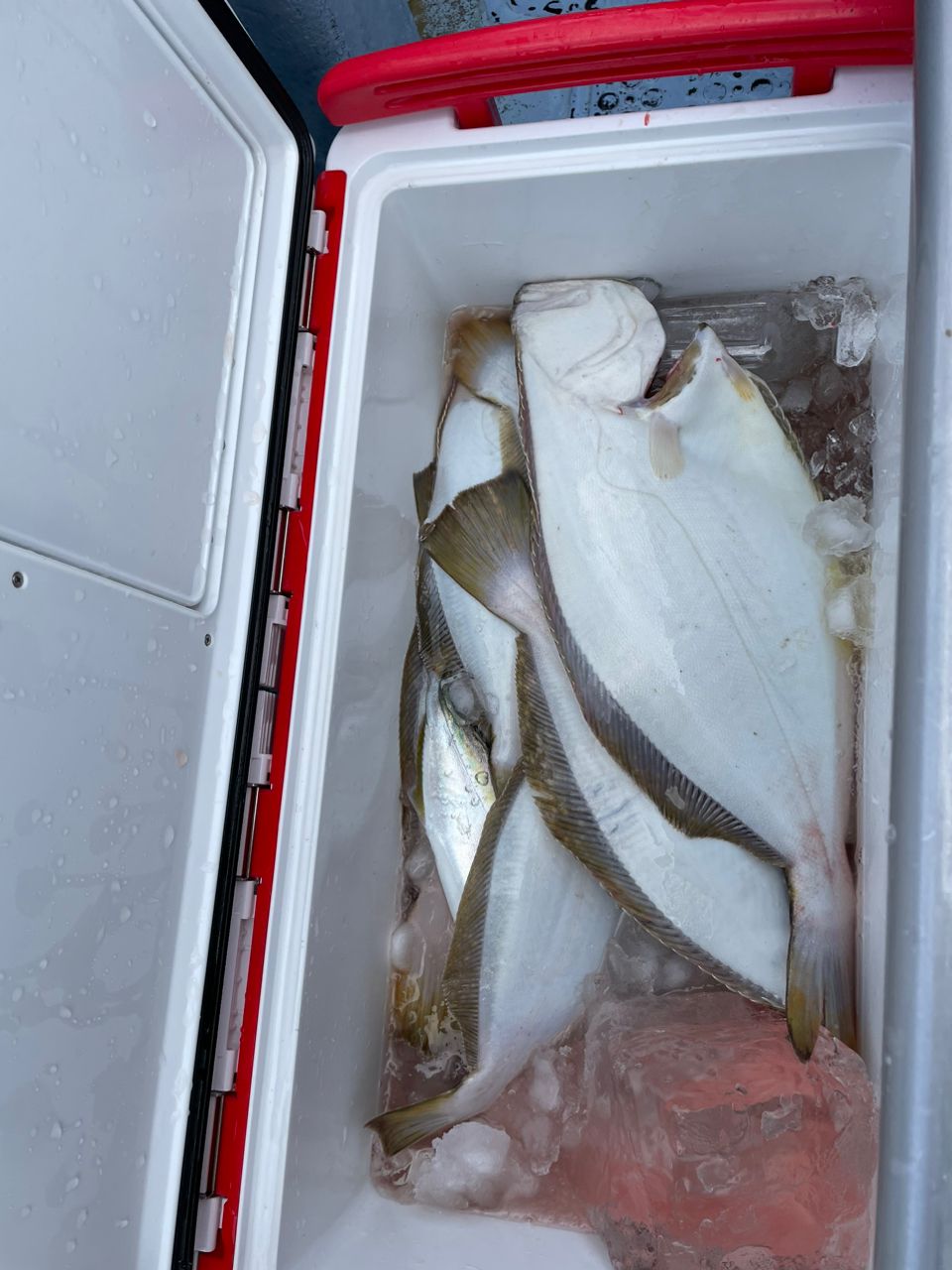 釣りキチ爺さんスーさんの釣果 2枚目の画像