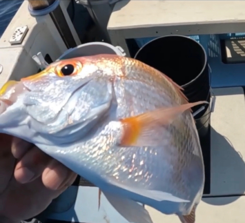 レンコダイの釣果