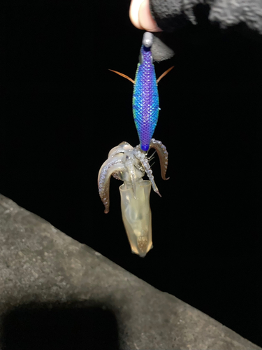 ヒイカの釣果