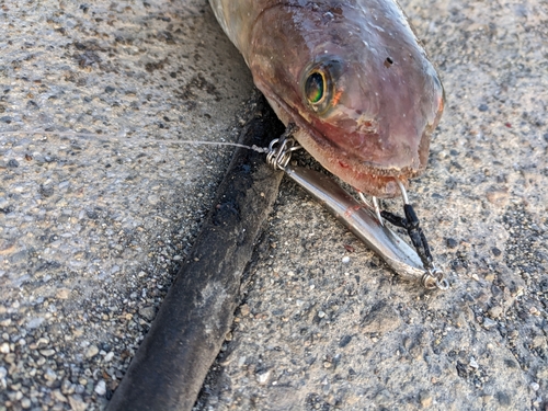 エソの釣果