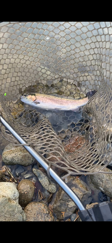 ニジマスの釣果