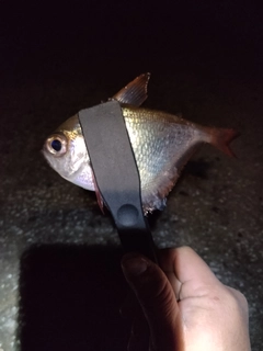 ハタンポの釣果