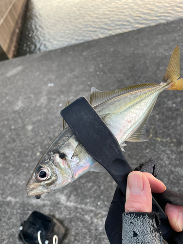 マアジの釣果