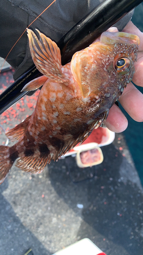 カサゴの釣果