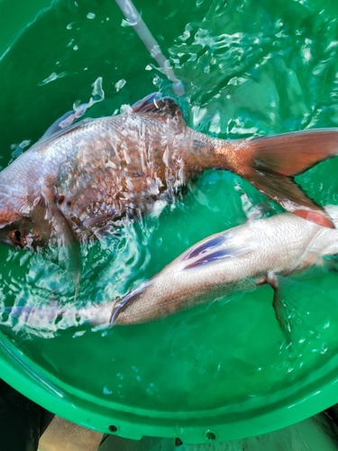 マダイの釣果