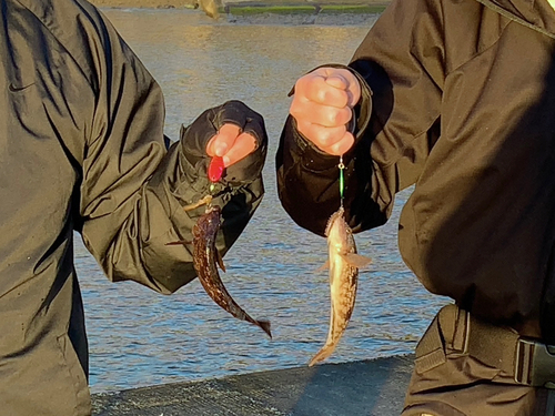 アイナメの釣果