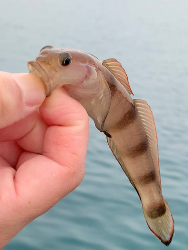 リュウグウハゼの釣果