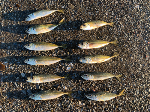 アジの釣果