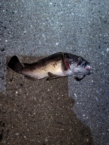 クロソイの釣果