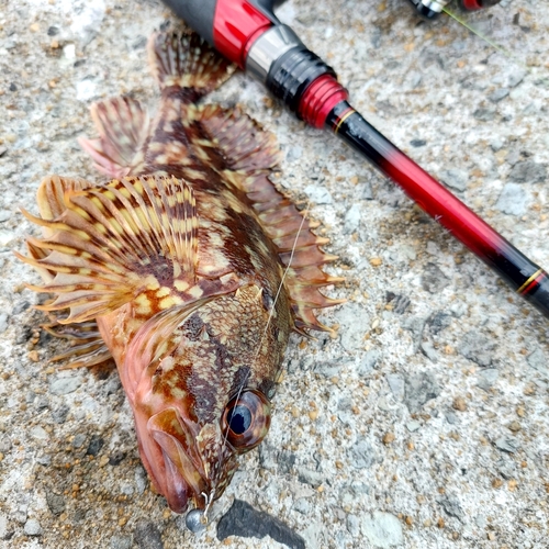 カサゴの釣果