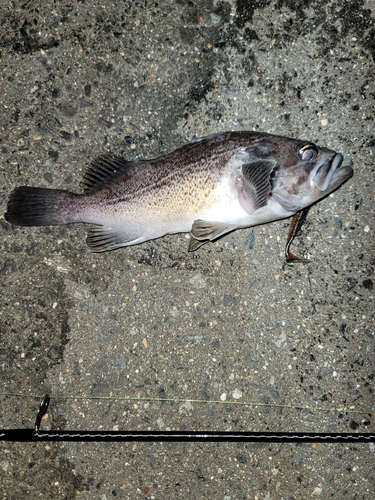 クロソイの釣果