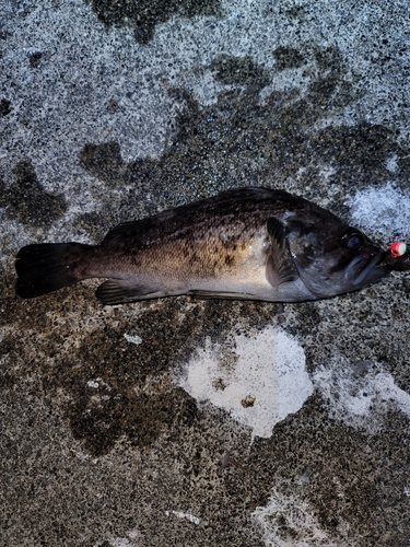 クロソイの釣果