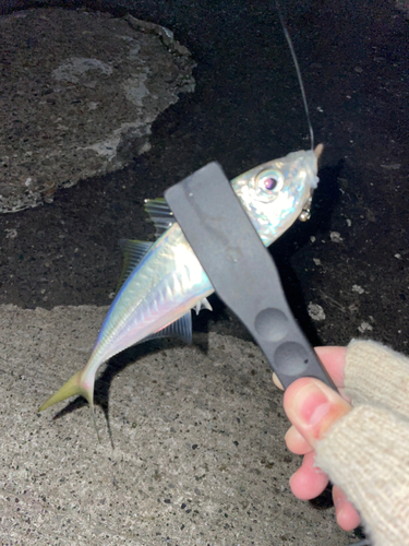 マアジの釣果