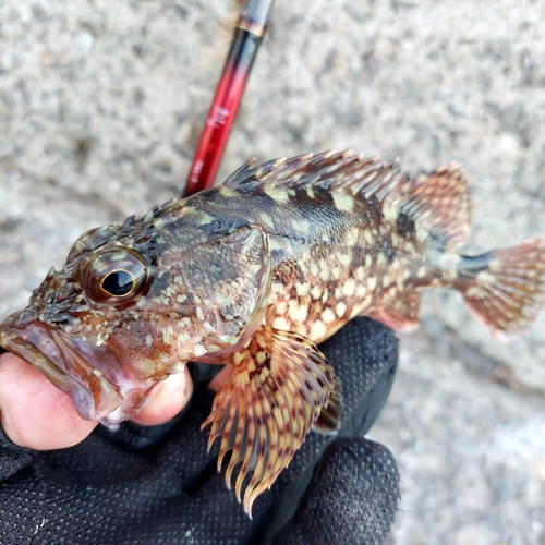 カサゴの釣果