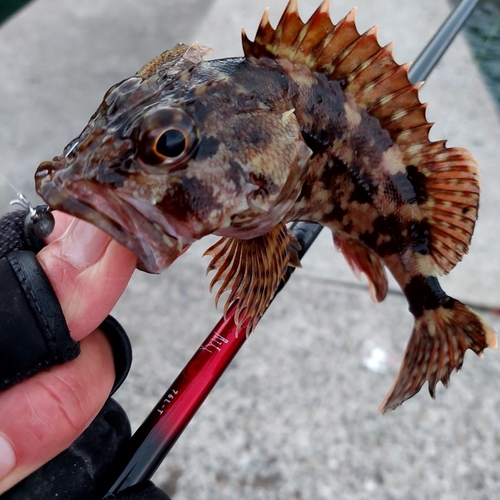 カサゴの釣果