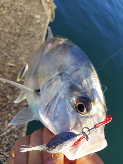 メッキの釣果