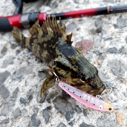 タケノコメバルの釣果