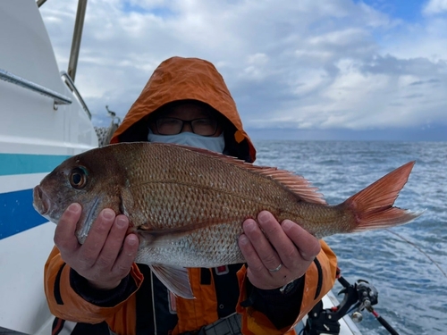 マダイの釣果