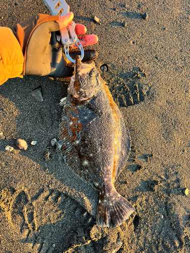 ソゲの釣果