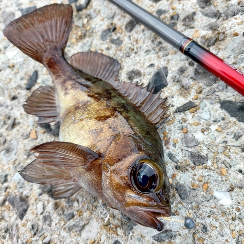 メバルの釣果