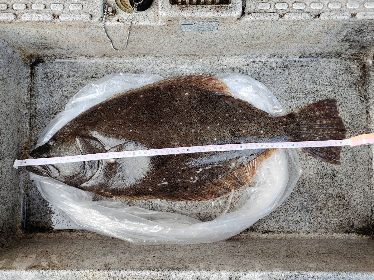 OTGさんの釣果 2枚目の画像