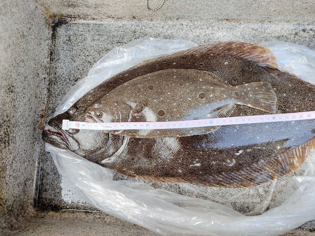 OTGさんの釣果 3枚目の画像