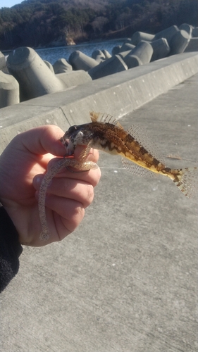 アナハゼの釣果