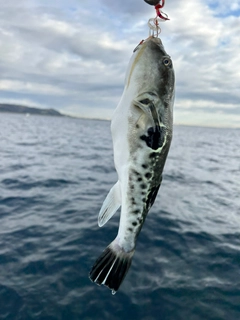 トラフグの釣果