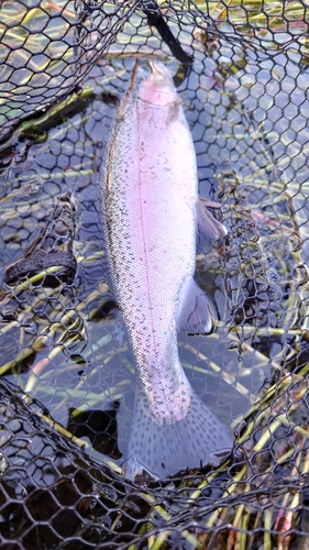 ニジマスの釣果